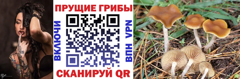 hydra маркетплейс  Дальнегорск  Псилоцибиновые грибы Psilocybine cubensis 